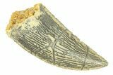 Serrated, Raptor Tooth - Real Dinosaur Tooth #294586-1